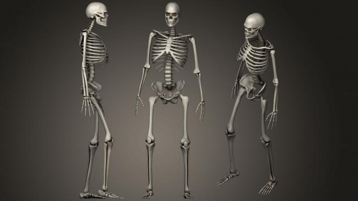 Anatomy of skeletons and skulls (ANTM_1264) 3D model for CNC machine